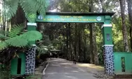 Taman Nasional Gunung Halimun Salak, Wisata Alam Hits Liar dan Trekking Seru di Bogor