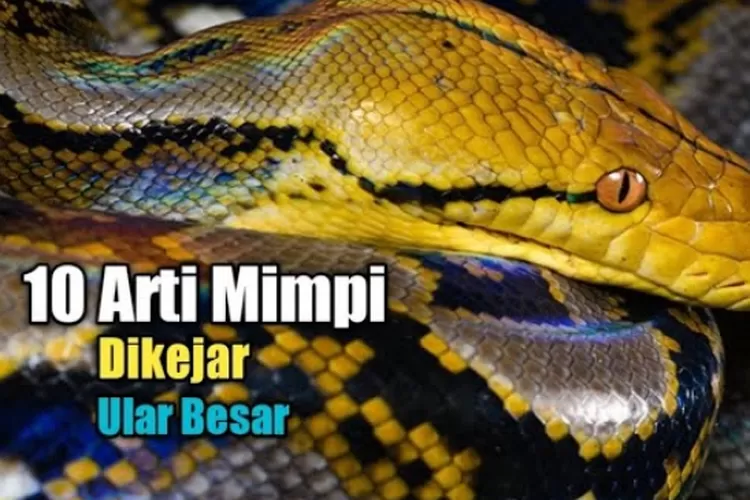 Arti Mimpi Dikejar Ular Besar: Panduan Komprehensif