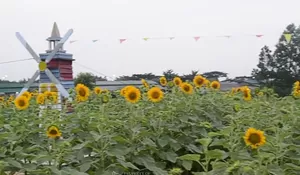  Sunflower Bumi Indah  Kebun Bunga Taman Matahari di Tengah Perumahan di Tangerang