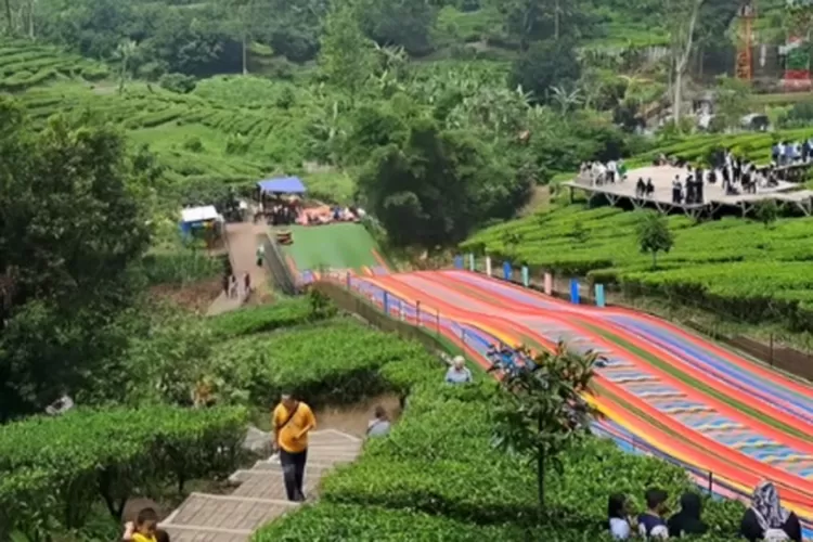 Serunya Liburan di Agrowisata Gunung Mas Bogor: ATV, Rainbow Slide, Pemandangan Indah, dan Tea Bridge!