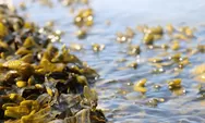 Bebas Tarif Masuk AS, Produk Rumput Laut dan Agar-Agar Indonesia Raih Keunggulan Kompetitif! Bandingkan Dengan Tarif Tambahan Section 301 Negara Lain