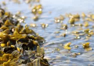 Bebas Tarif Masuk AS, Produk Rumput Laut dan Agar-Agar Indonesia Raih Keunggulan Kompetitif! Bandingkan Dengan Tarif Tambahan Section 301 Negara Lain