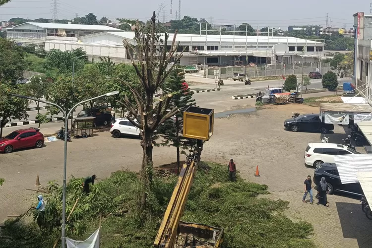 Tampak pohon sesudah dilakukan pemangkasan oleh DLHK Kota Depok, yang berada di Ruko Verbena, Kelurahan Tirtajaya, Kecamatan Sukmajaya. (RADAR DEPOK)