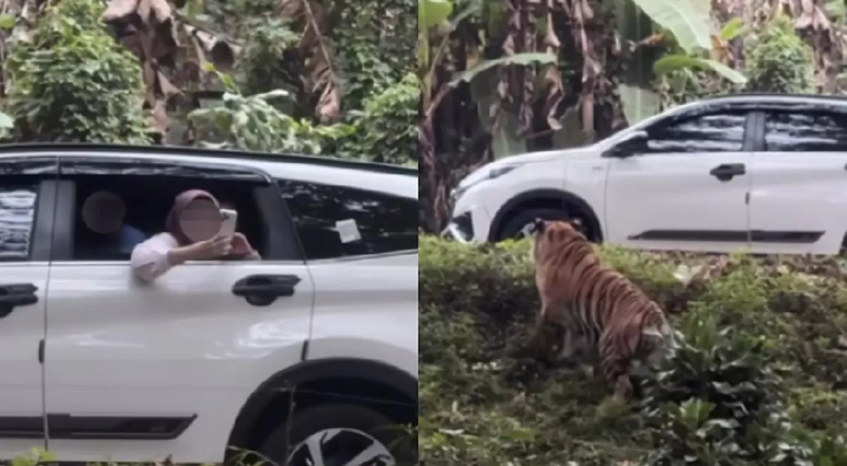 Viral pengunjung di Taman Safari Indonesia membuka kaca jendela mobil saat berada di area harimau. (Threads/cahyaniis)