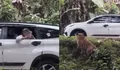 Viral Pengunjung Taman Safari Indonesia Buka Kaca Mobil saat Dekati Harimau, Warganet Desak Pelaku Diblacklist