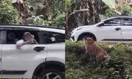 Viral Pengunjung Taman Safari Indonesia Buka Kaca Mobil saat Dekati Harimau, Warganet Desak Pelaku Diblacklist