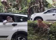 Viral Pengunjung Taman Safari Indonesia Buka Kaca Mobil saat Dekati Harimau, Warganet Desak Pelaku Diblacklist