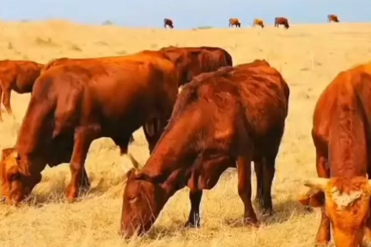 Kemunculan Sapi Merah Di Palestina Gemparkan Kaum Yahudi Israel