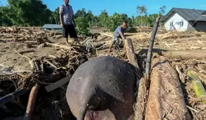Banjir Besar Aceh Memakan Korban Satwa Liar, Gajah Sumatera Tertimbun Kayu dan Lumpur