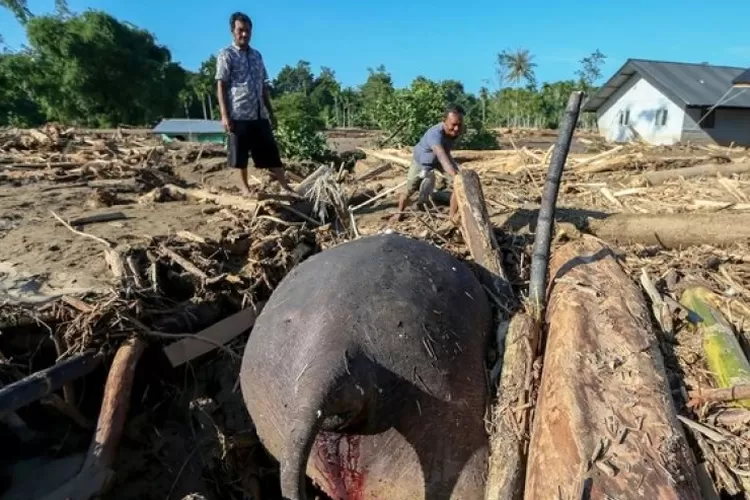 Banjir Besar Aceh Memakan Korban Satwa Liar, Gajah Sumatera Tertimbun Kayu dan Lumpur. (Lambe Turah)