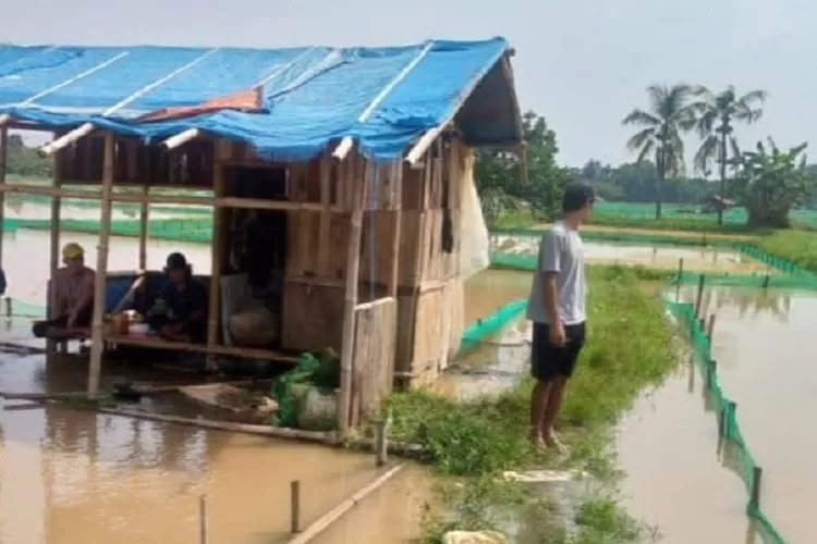 Kolam ikan budidaya warga di Desa Babakan tergenang air luapan Kali Cibeuteung akibat tanggul jebol. (KABAR BOGOR)