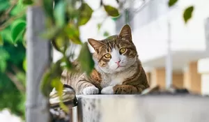 Tanggal Cantik! 8 Agustus Memperingati Hari Kucing Sedunia, Ini Sejarah Internasional Cat Day dan Cara Terbaik Rayakan bersama Anabul Kesayangan