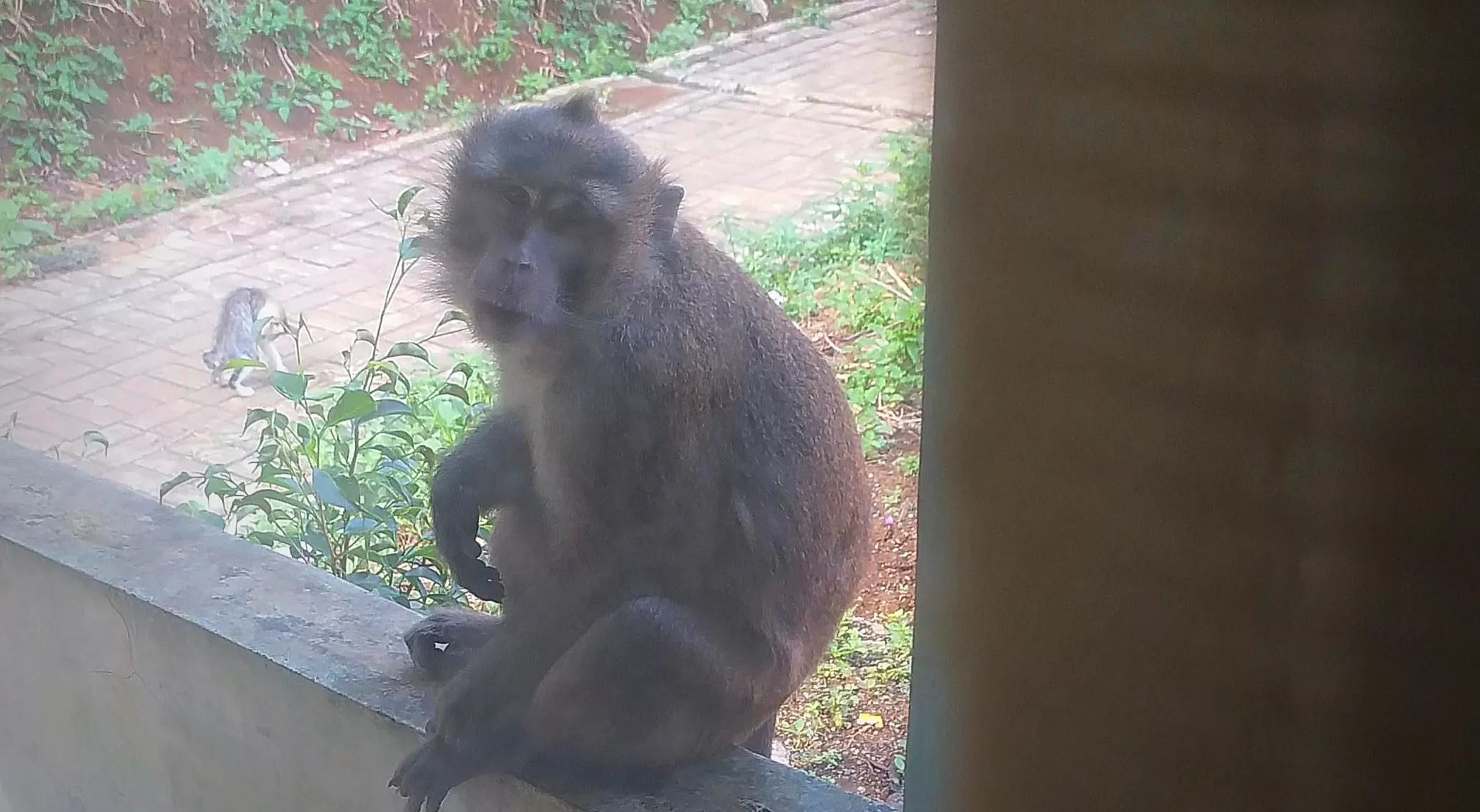 Kawanan Monyet Liar masuki perkampungan warga di Cibadak Sukabumi  (TatarMedia.ID - M Afnan)