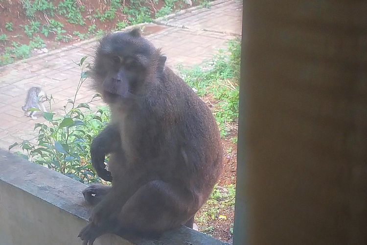 Kawanan Monyet Liar Masuk Pemukiman Warga di Cibadak Sukabumi 