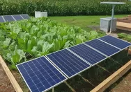 Violet Sun System Menghadirkan Revolusi Pertanian dengan Proyek Agrivoltaic di Kupang, NTT