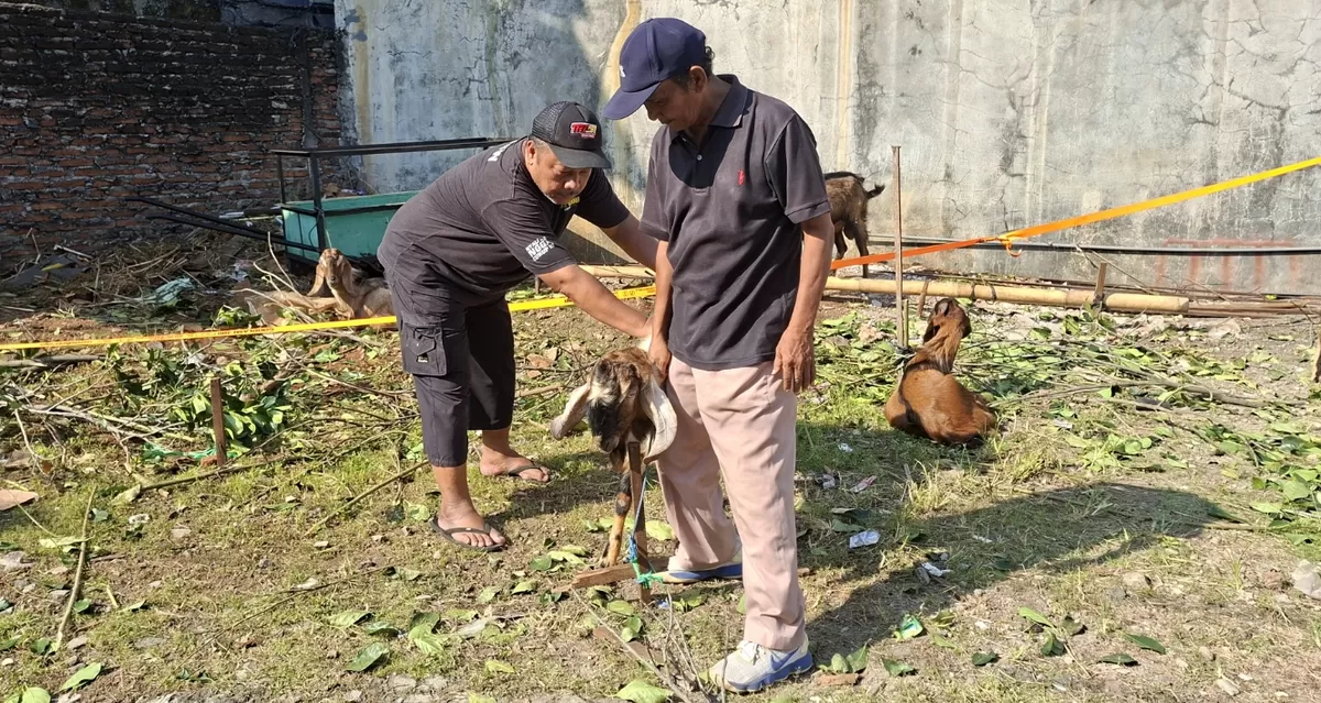 Dari Pengajian Kecil, Endo Semoyo Kini Salurkan 24 Kambing Kurban untuk Warga