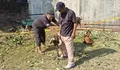 Dari Pengajian Kecil, Endo Semoyo Kini Salurkan 24 Kambing Kurban untuk Warga
