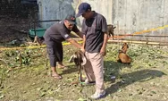 Dari Pengajian Kecil, Endo Semoyo Kini Salurkan 24 Kambing Kurban untuk Warga