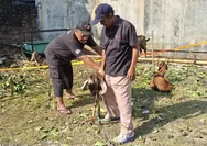 Dari Pengajian Kecil, Endo Semoyo Kini Salurkan 24 Kambing Kurban untuk Warga