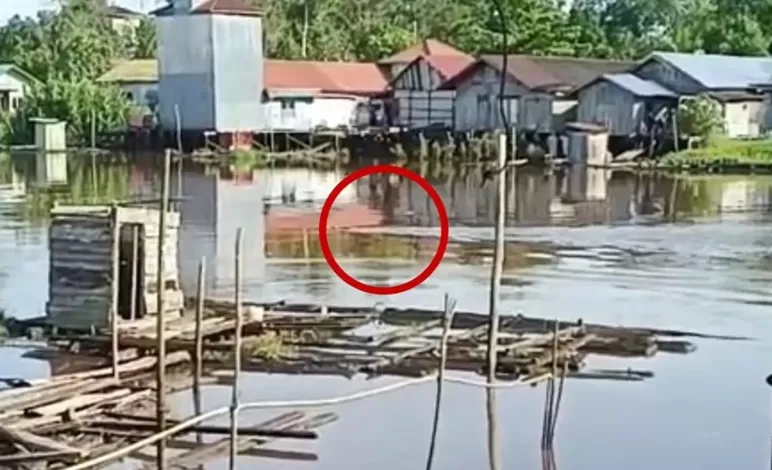 Buaya berenang di sekitar Sungai Cempaga direkam warga dekat dengan permukiman, Selasa pagi (25/11/2025). (istimewa/warga) 