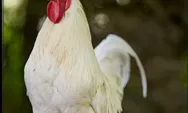 Arti Mimpi Ayam Pertanda akan Mendapat Kemakmuran dalam Hidup, Berikut 9 Deretan Tafsirnya