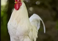 Arti Mimpi Ayam Pertanda akan Mendapat Kemakmuran dalam Hidup, Berikut 9 Deretan Tafsirnya