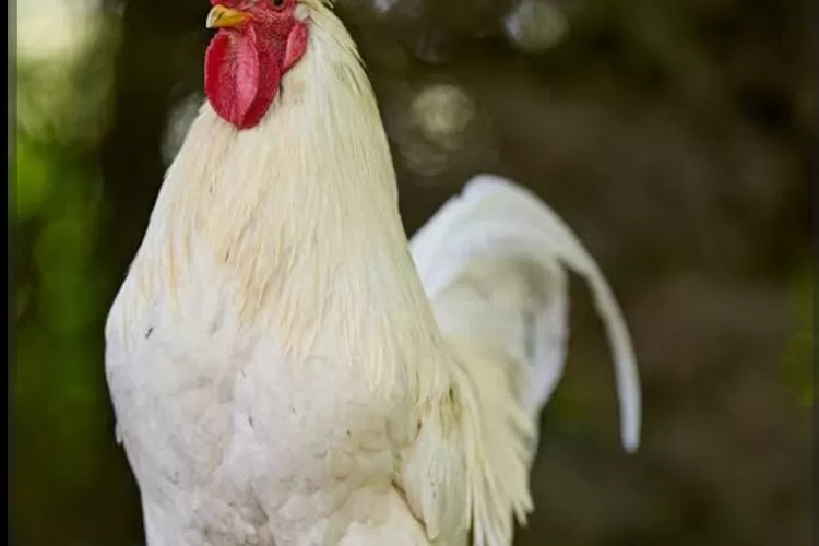 Tafsir mimpi ayam (Foto: Ist)