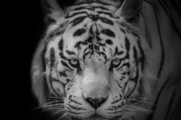 Foto Ilustrasi Cek Khodam yang Lagi Viral (Tangkap Layar Akun Tiktok cek khodam gratis)