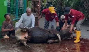 SD Muhammadiyah Meruyung Depok Sembelih Tujuh Hewan Kurban, Bagikan 600 Paket Daging ke Warga Sekitar