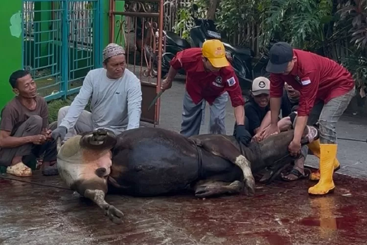 SD Muhammadiyah Meruyung menyembelih lima sapi dan dua ekor kambing di sekolah, Jalan Meruyung Raya No3 RT4/1 Kelurahan Meruyung, Limo, Depok, Sabtu (7/6). (RADAR DEPOK)