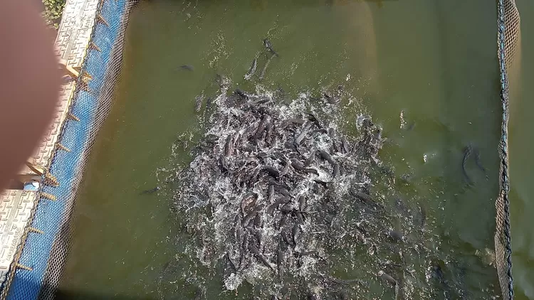FOTO: Tampak jenis ikan lele dalam keramba kolam telaga pemancingan. (Dok.Metroselebes.com/Keyla)
