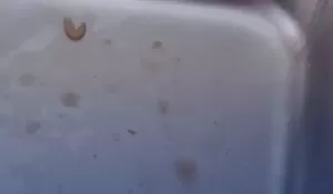 Program Makanan Bergizi Gratis di Pandeglang Disorot: Ratusan Siswa Terima Menu Tercemar Belatung