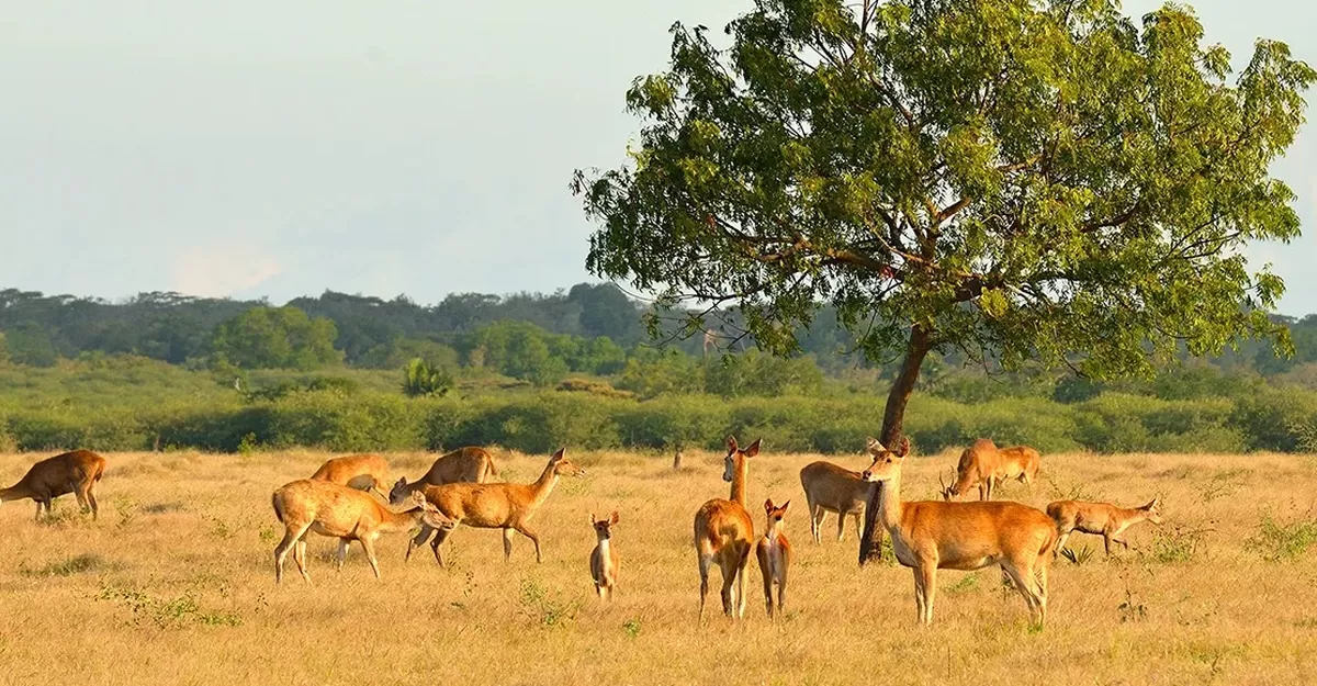 Salah satu koleksi hewan liar Rusa berada di alam terbuka di Taman Nasional Baluran.