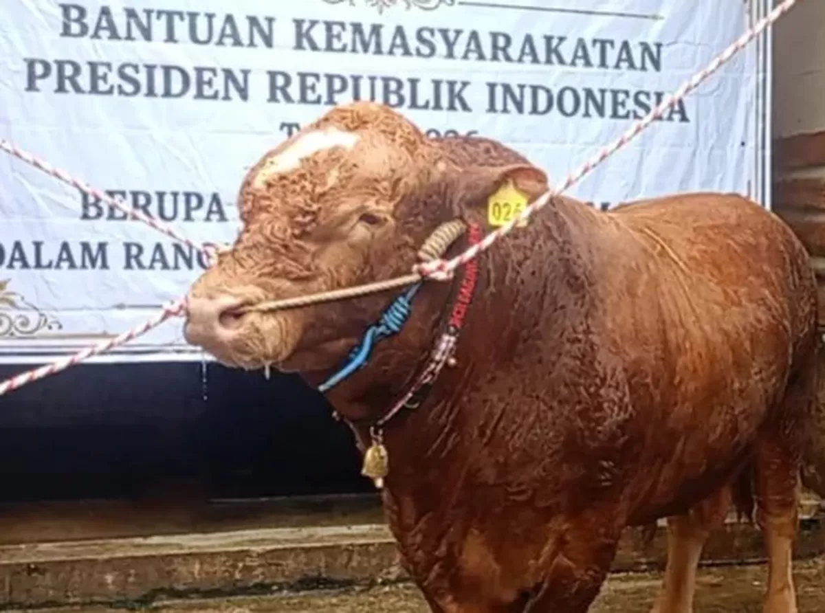 Sapi jumbo bernama Dragon Ball dipilih Presiden Prabowo Subianto untuk dijadikan hewan kurban Idul Adha.