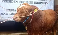 Purbaya Ngaku Tak Tahu Pembelian Sapi Kurban Milik Presiden Prabowo Pakai APBN