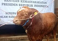Purbaya Ngaku Tak Tahu Pembelian Sapi Kurban Milik Presiden Prabowo Pakai APBN