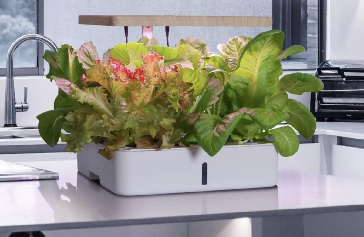 Berkebun dari Rumah, Cara Sederhana Wujudkan Hidup Lebih Hijau