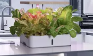 Berkebun dari Rumah, Cara Sederhana Wujudkan Hidup Lebih Hijau