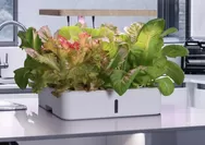 Berkebun dari Rumah, Cara Sederhana Wujudkan Hidup Lebih Hijau