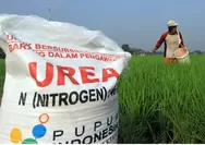 95.967 Ton Pupuk Subsidi Digelontorkan, DPKPP Karawang Akui Realisasi 2025 Belum Maksimal