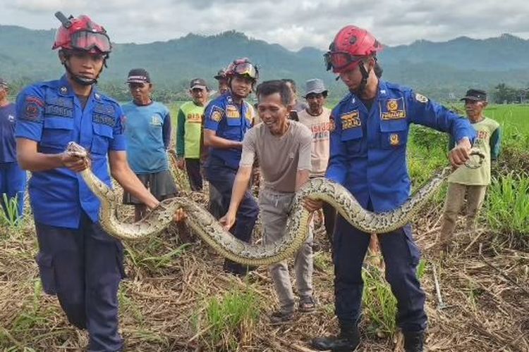 Heboh di Kebun Tebu, Damkar Amankan Ular Python 3,5 Meter di Desa Jambu Trenggalek