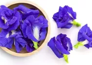 Resep Herbal Anti Stres dan Depresi Ala dr. Zaidul Akbar, Hanya Bahan Bunga Telang Jahe dan Madu, Mudah Tinggal Seduh.