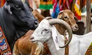 Jangan Sampai Salah, Ini Aturan Pembagian Daging Qurban Hari Raya Idul Adha yang Benar