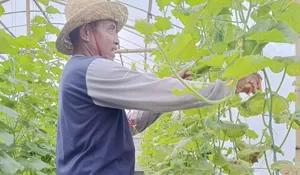 Kisah Sukses Bagus Sutrisno, Petani Melon Asal Jombang yang Raih Omset Puluhan Juta Berkat Pemberdayaan BRI