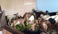 80 KK Desa Siweli Menolak Bantuan Gercep  Melalui Pengadaan Anak Kambing Oleh Pihak Ketiga Adrian Hutama
