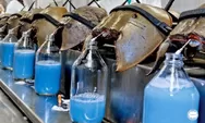 Viral Kepiting Tapal Kuda yang Berdarah Biru Dijual Rp 200 Juta Per Liter, Apa Manfaatnya? 