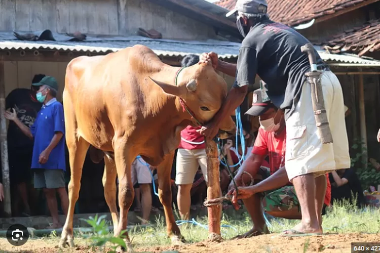 Memaknai Idul Adha Serta Hikmah Hikmah Yang Terkandung Di Dalam Perayaan Idul Adha Melintas