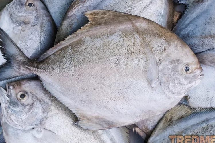 Tts Ikan Apa Yang Paling Cerewet Lucu Banget Berikut Jawaban Tebak Tebakan Atau Teka Teki Tts 1784