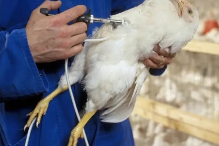Mitos Ayam Broiler Merupakan Ayam Suntikan, Ini Kata Ahli