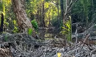 Mengungkap Raibnya Dana Tali Asih Lahan Mangrove Torete: Dari Rp4,1 Miliar Tersisa Rp750 Ribu, Siapa di Baliknya?